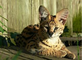 Foto: Serval