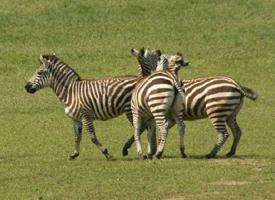 Foto: Zebra böhmova