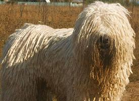 Foto: Komondor