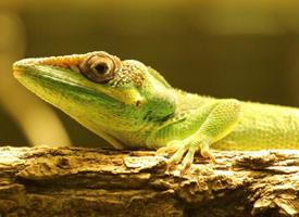 Foto: Anolis rytířský