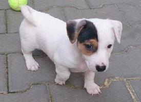 Foto: Jack russell teriér