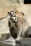 Foto: Lemur kata