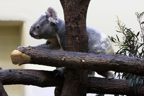 Foto: Koala medvídkovitý