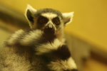 Foto: Lemur kata