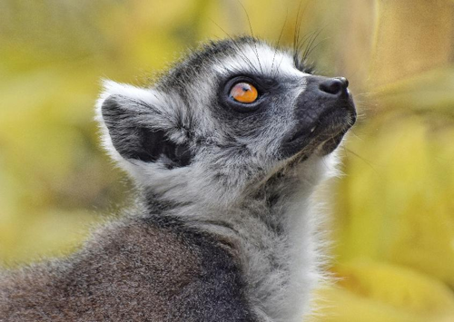 Foto: Lemur kata