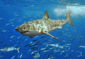 Foto: Great white shark