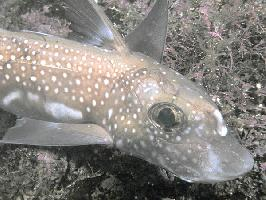 Foto: Spotted ratfish