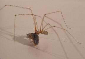 Foto: Cosmopolitan cellar spider