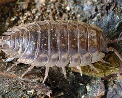 Foto: Common woodlouse