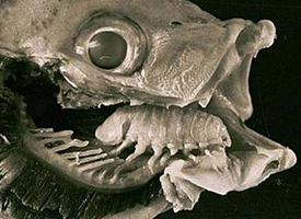 Foto: Cymothoa exigua