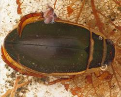 Foto: Great diving beetle