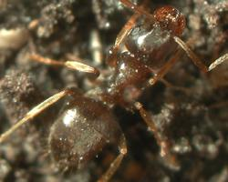 Foto: Lasius austriacus