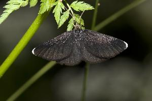 Foto: Chimney sweeper