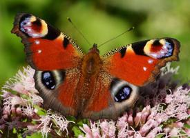 Foto: European peacock