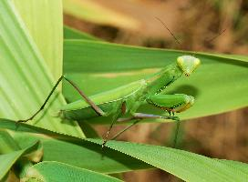 Foto: European mantis