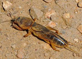 Foto: European mole cricket