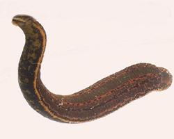 Foto: European medicinal leech