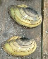 Foto: Swan mussel