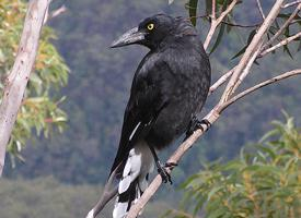 Foto: Pied currawong