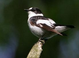 Foto: Collared flycatcher