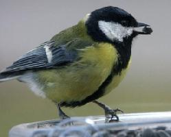 Foto: Great tit