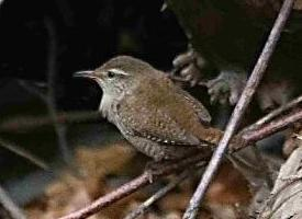 Foto: Eurasian wren