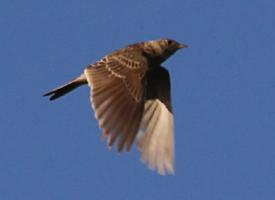 Foto: Eurasian skylark