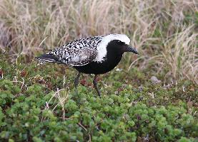 Foto: Grey plover