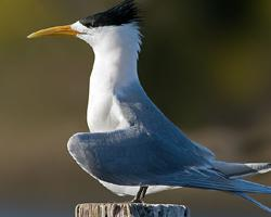 Foto: Greater crested tern