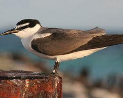 Foto: Spectacled tern