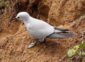 Foto: Grey noddy