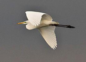 Foto: Great egret