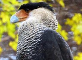 Foto: Crested caracara