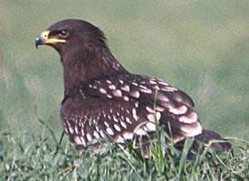 Foto: Greater spotted eagle