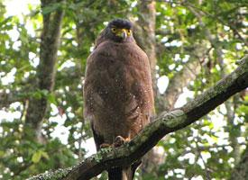Foto: Sulawesi serpent eagle