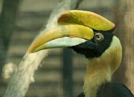 Foto: Great hornbill