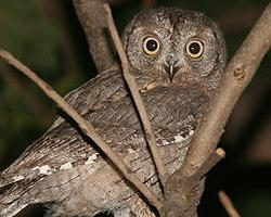 Foto: Eurasian scops owl