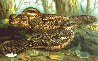 Foto: European nightjar