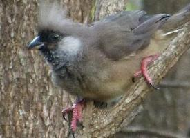 Foto: Speckled mousebird