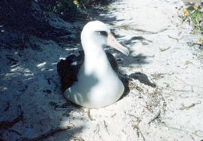 Foto: Albatros laysanský