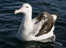 Foto: Albatros stěhovavý
