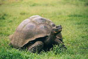Foto: Galápagos tortoise
