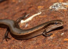 Foto: European copper skink