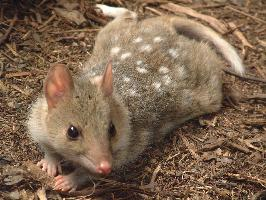 Foto: Eastern quoll
