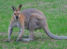 Foto: Whiptail wallaby