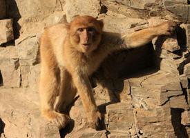 Foto: Barbary macaque