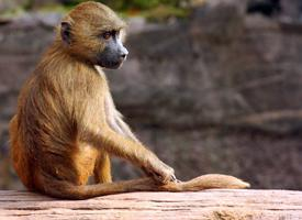 Foto: Guinea baboon