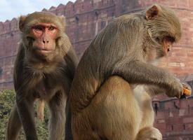 Foto: Rhesus macaque