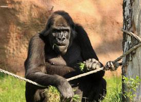Foto: Western lowland gorilla