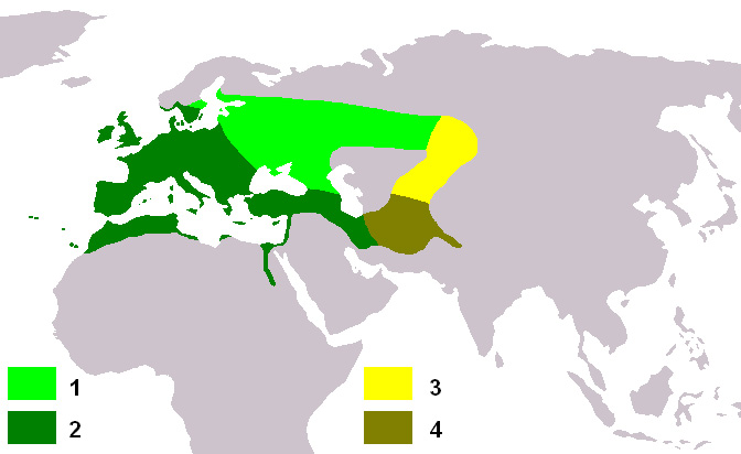 Foto: European goldfinch - výskyt